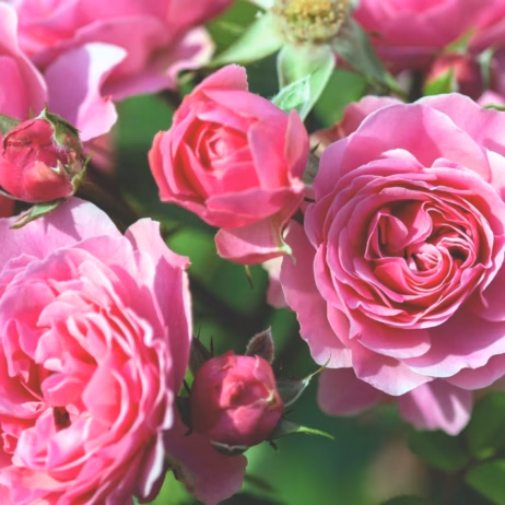 Bulgarian roses symbolising Rosy Rose's core product range