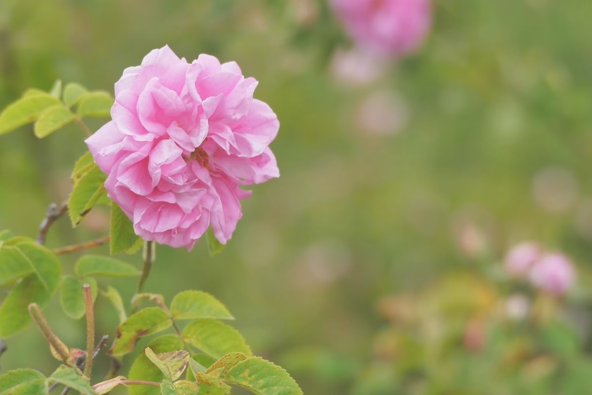 Bulgarian rose representing Bulgarian skincare