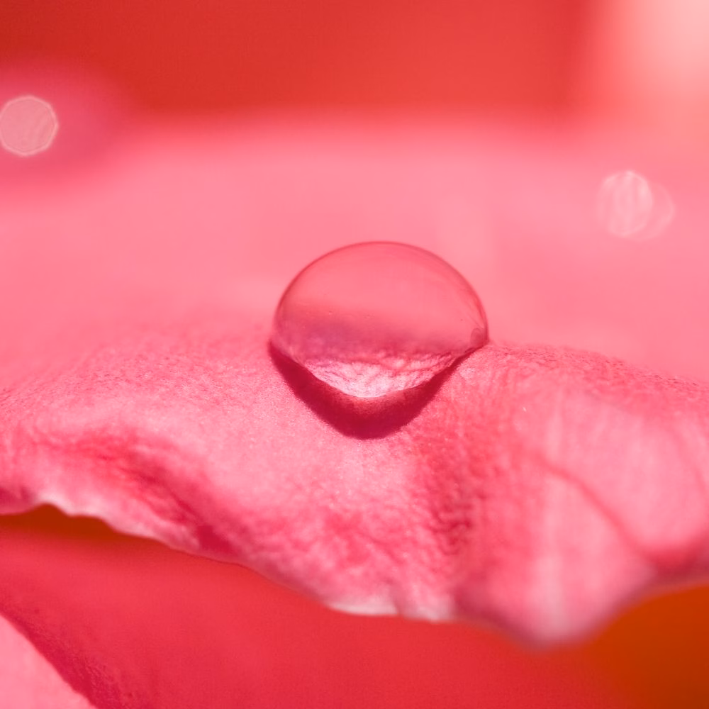 Water on rose petal representing rose water